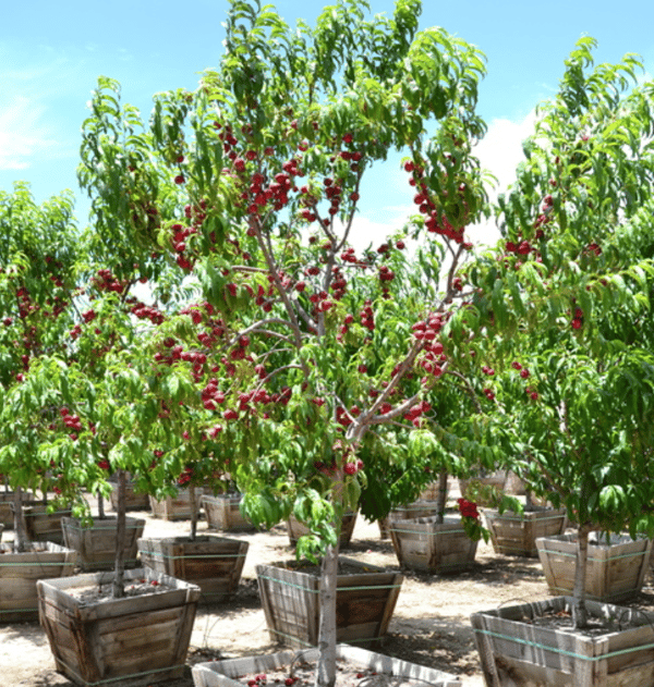 nectarine tree types